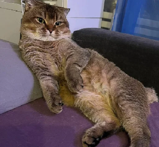 Sticker MUSYARICH - 1