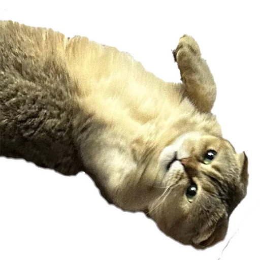 Sticker MUSYARICH - 1