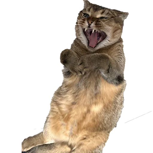 Sticker MUSYARICH - 1