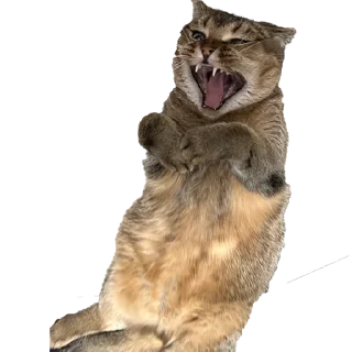 Стикер МУСЯРИЧАРД - 0