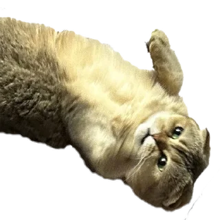 Стикер МУСЯРИЧАРД - 1