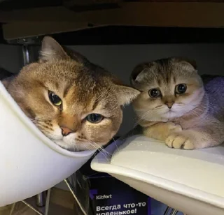 Стикер МУСЯРИЧАРД - 5