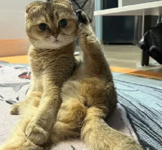 Стикер МУСЯРИЧАРД - 11