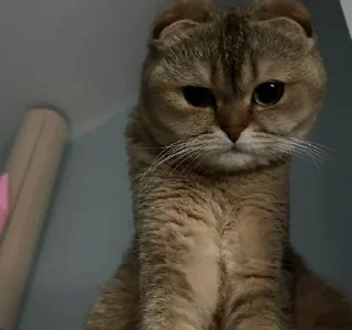 Стикер МУСЯРИЧАРД - 8