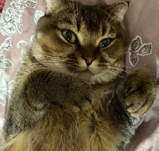 Стикер МУСЯРИЧАРД - 6