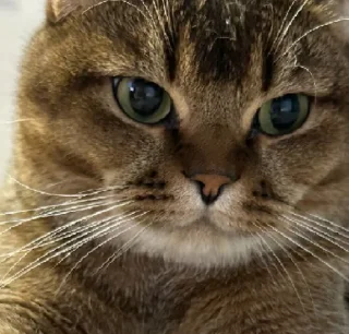 Стикер МУСЯРИЧАРД - 10