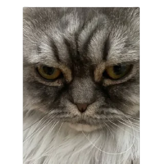 Sticker emotions - 5