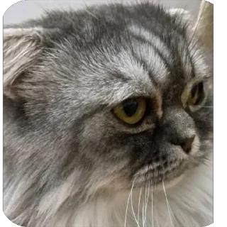 Sticker emotions - 3