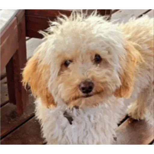 млекопитающее собака животное