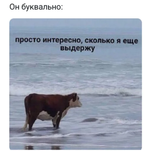 СМС скот животное