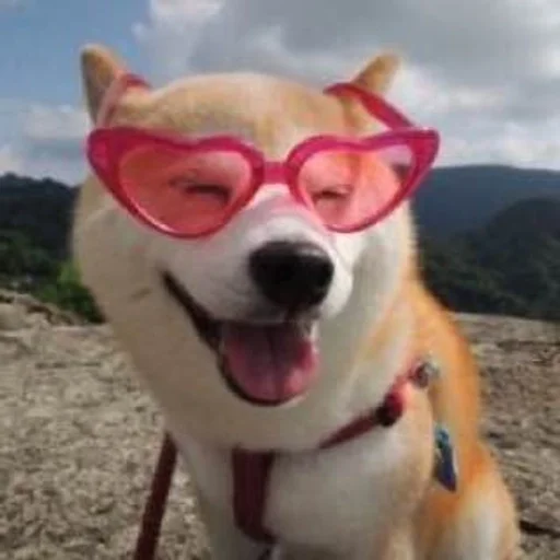 outdoor pet dog breed