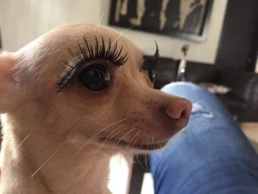 indoor pet chihuahua