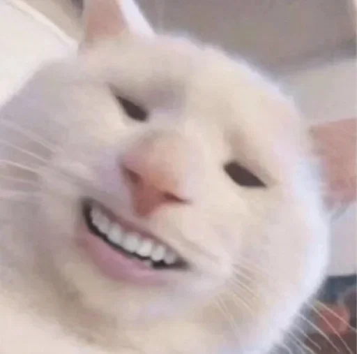 млекопитающее животное кошки малого и среднего размера