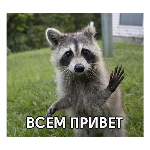 animal raccoon mammal