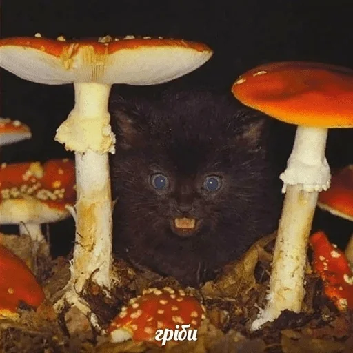 Sticker magic stickers - 1