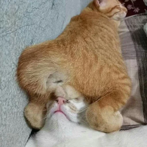 животное млекопитающее кошка