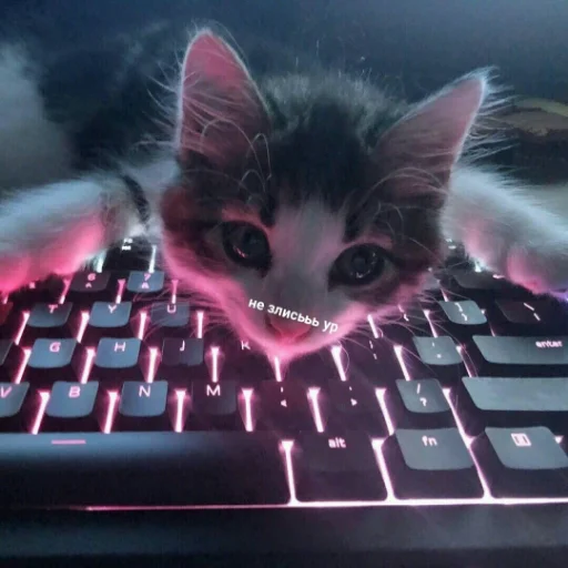 кошка клавиатура животное