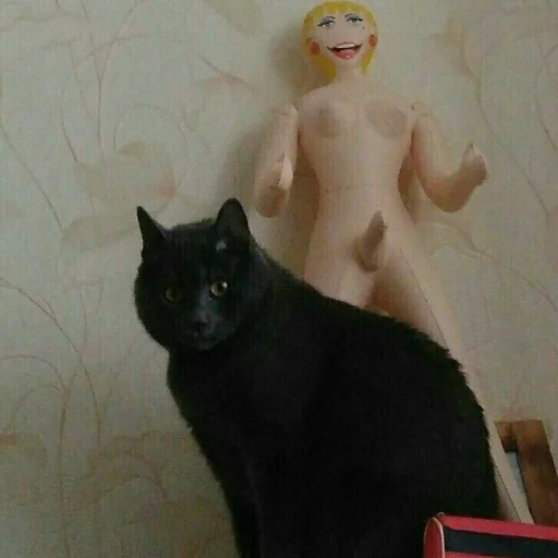 комнатный млекопитающее стена