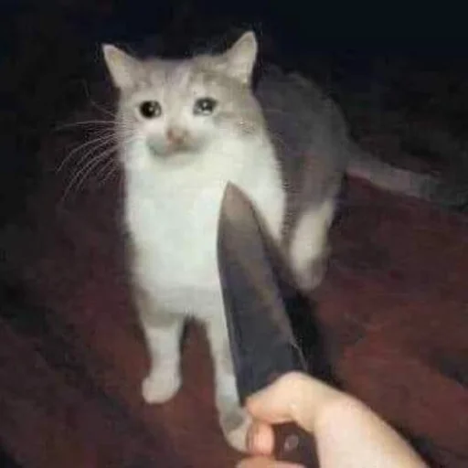 кошки малого и среднего размера усы кошачьи