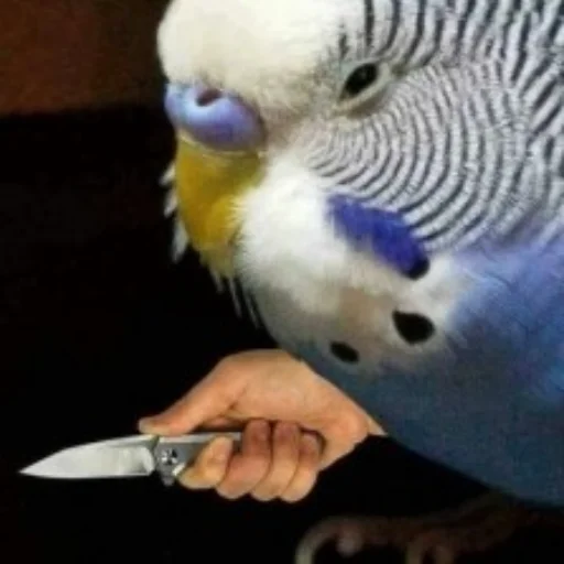 попугай птица Попугай