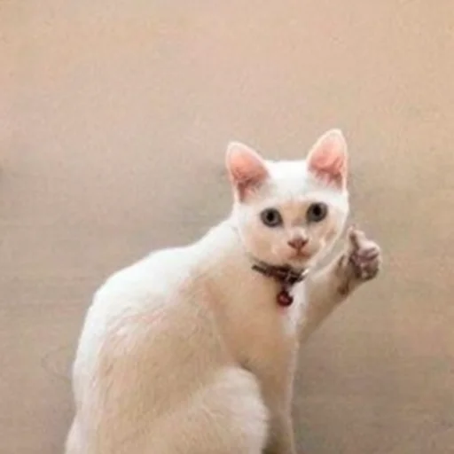 животное млекопитающее кошка