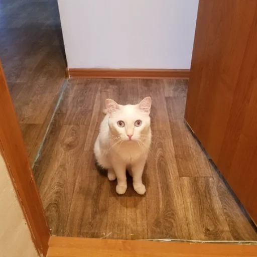 этаж комнатный кошки малого и среднего размера