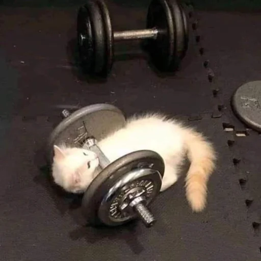 спорт Веса земля