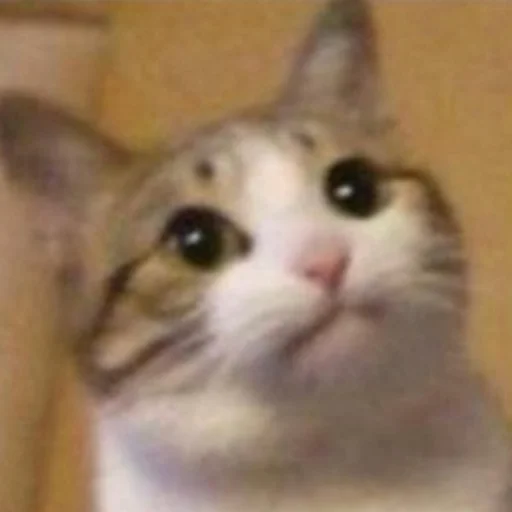 кошка млекопитающее животное