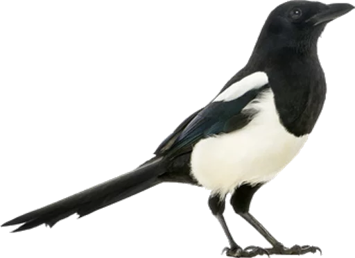 Magpie - 