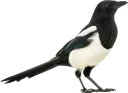 Sticker Magpie - 3
