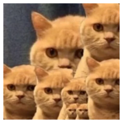 животное млекопитающее кошка