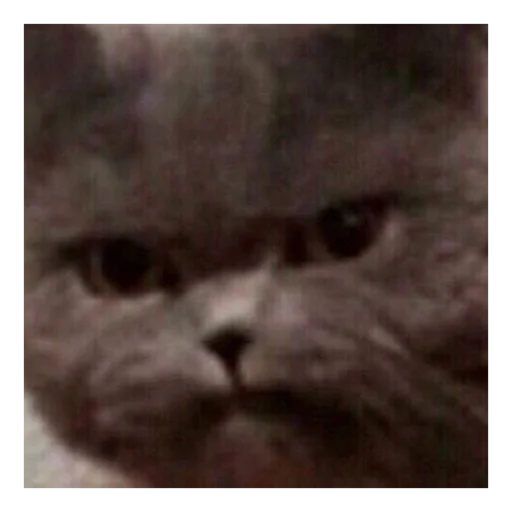 животное млекопитающее кошка