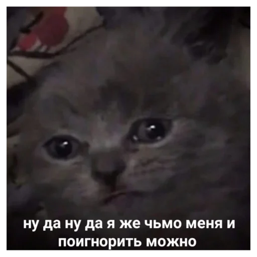 животное млекопитающее кошка