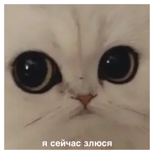 животное кошка млекопитающее