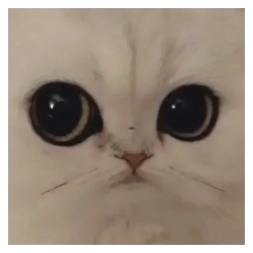 животное кошка кошки малого и среднего размера