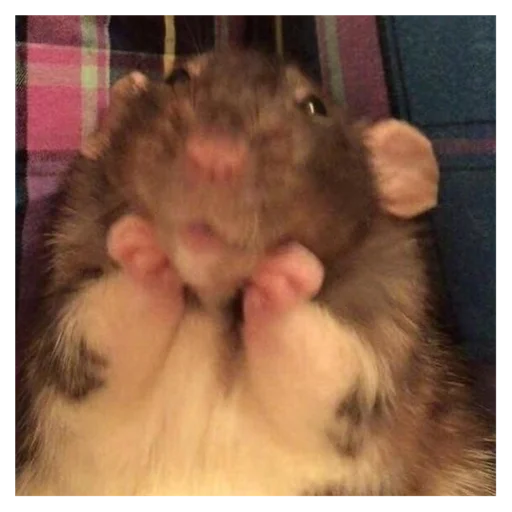 млекопитающее животное грызун