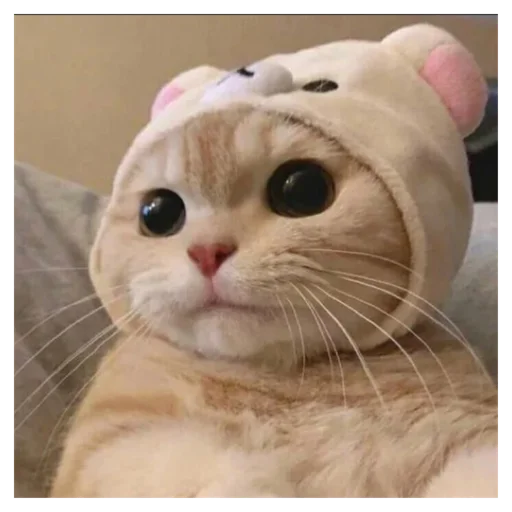 кошка животное млекопитающее