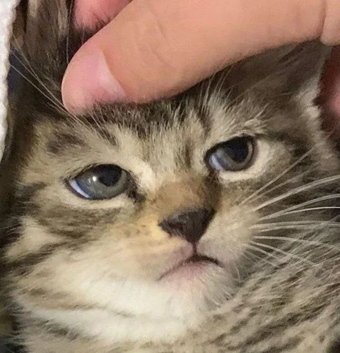 Sticker Main_O1p6qqbCIhCoRTYQ3PUEv09Go_by_StickersPackRobot - 1