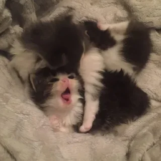 Sticker Котьки @StickersPackRobot - 9