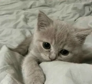 Sticker Котьки @StickersPackRobot - 3