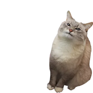 Sticker Funny cats #432 @StickersPackRobot - 4