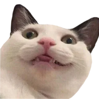 Sticker Funny cats #432 @StickersPackRobot - 10