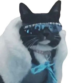 Sticker Funny cats #432 @StickersPackRobot - 11