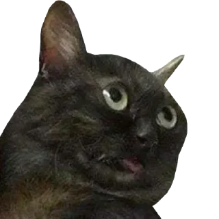 Sticker Funny cats #432 @StickersPackRobot - 2