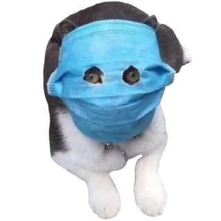 Sticker Funny cats #432 @StickersPackRobot - 6