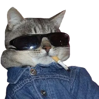 Sticker Funny cats #432 @StickersPackRobot - 5