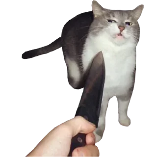 Sticker Funny cats #432 @StickersPackRobot - 9