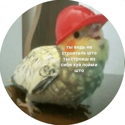 Sticker Main pack by @fStikBot - 0