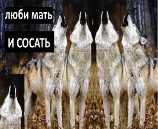 Стикер Согласны? Узнали? @StickersPackRobot - 8