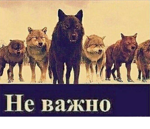 Согласны? Узнали? @StickersPackRobot - 